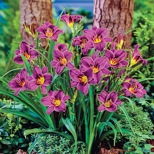 Taglilie 'Purple D' Oro' 2