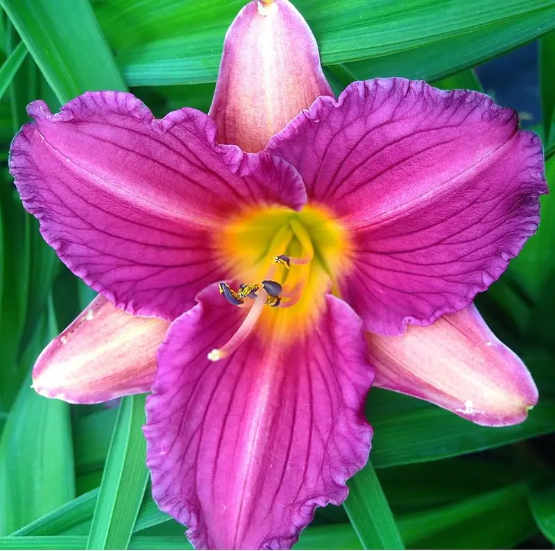 Taglilie 'Purple D' Oro'