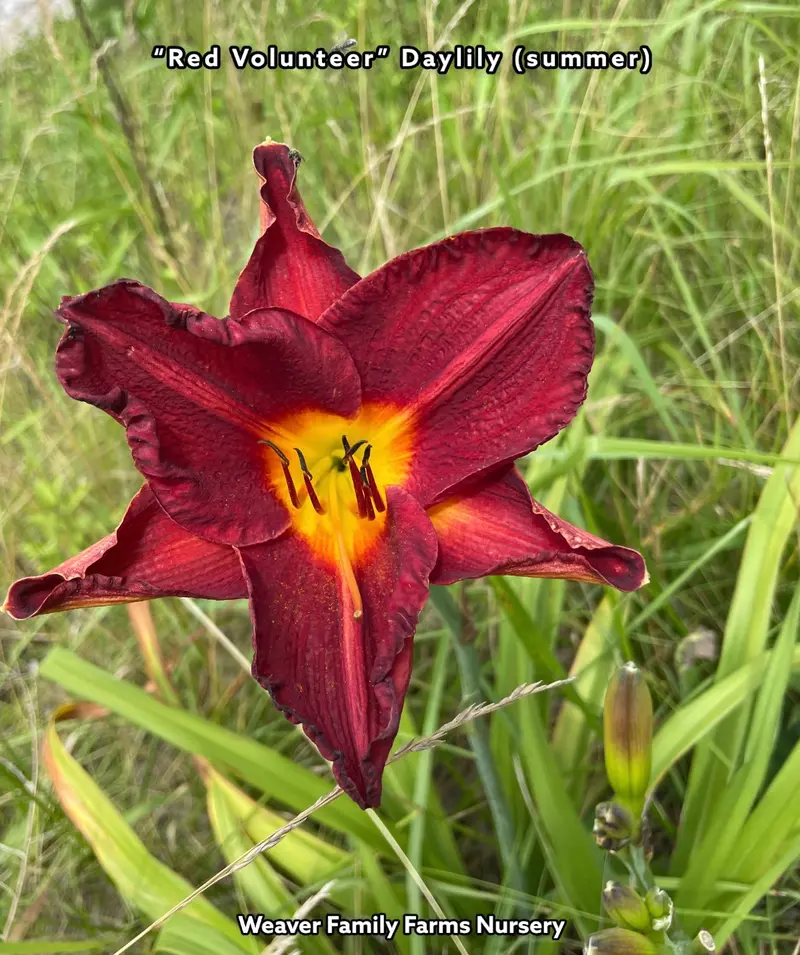 Taglilie 'Red Volunteer'