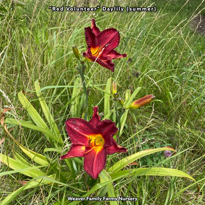 Taglilie 'Red Volunteer'