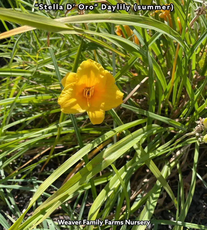 Taglilie 'Stella D’ Oro'