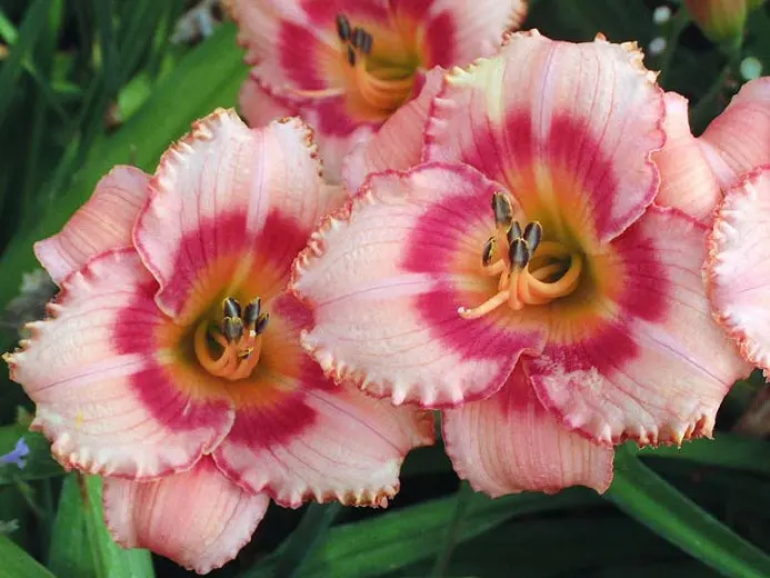 Taglilie 'Strawberry Candy'