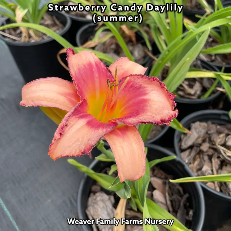 Taglilie 'Strawberry Candy' 2