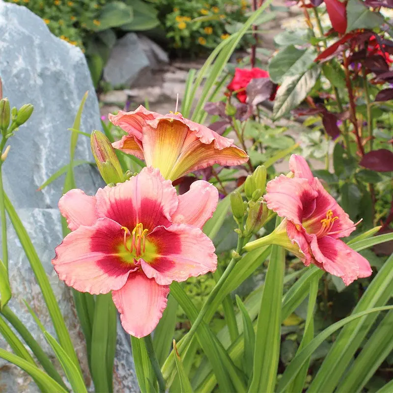 Taglilie 'Strawberry Candy'