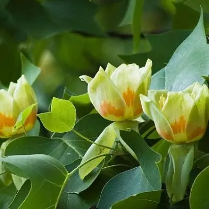 Tulpen-Pappel