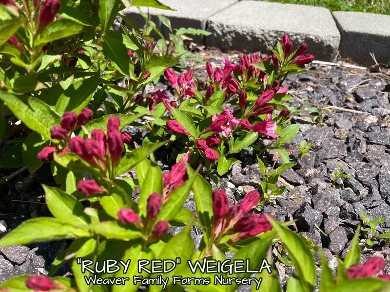 Weigela 'Ruby Red' 2