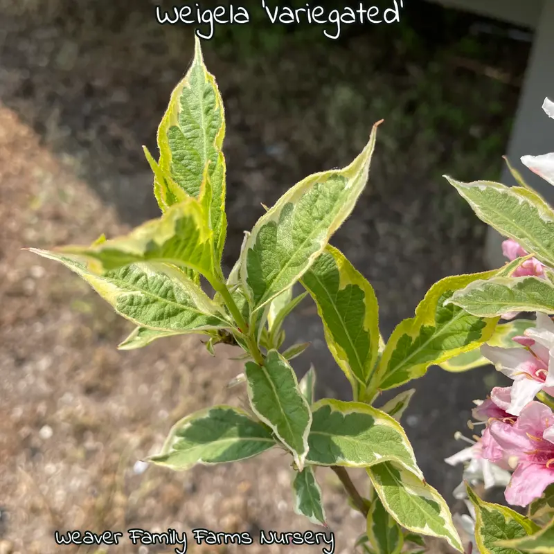 Weigela 'Variegated' 2